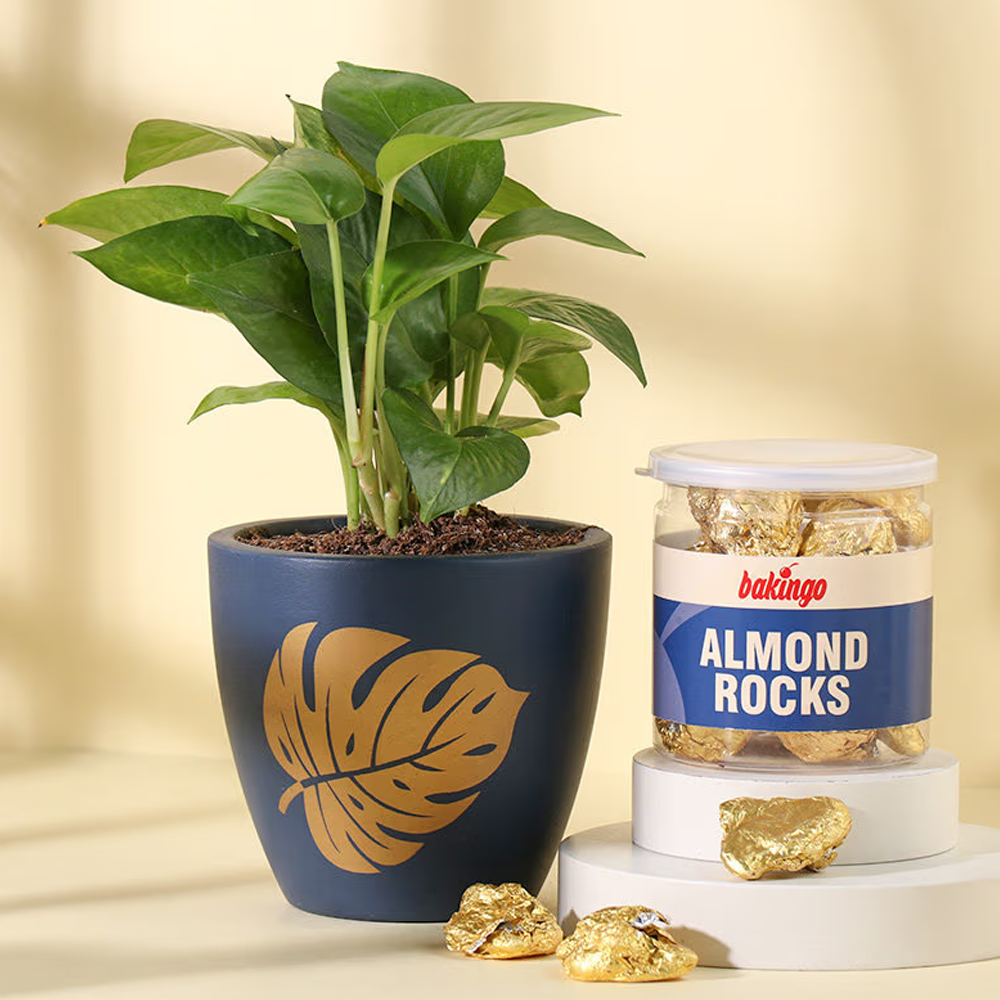Money Plant With Almond Rocks Hamper - Ideal Women's Day Corporate Gift for the Office